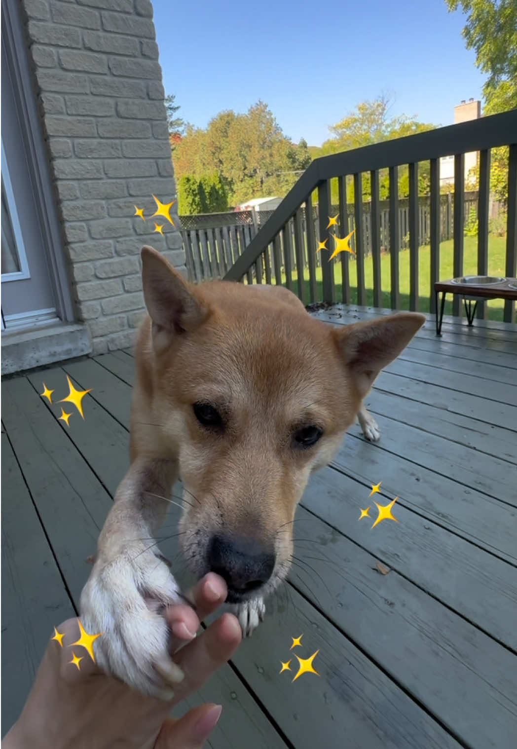 If you wouldn’t eat your pet’s supplements, why give them? 👀 Human-grade, vet-approved, Kash-approved ✅ . . . #KRWNpets #PetHealth #canadapets #KRWNshop #petcanada 