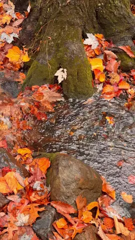 In the forest 🍁#fyp #fypシ゚viral #autumn #phoyography #fall 