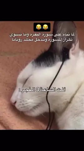 ذنب الفئران اللي يطردها طول النهار .. ⚡️🦅⚡️. 😂😂😂#
