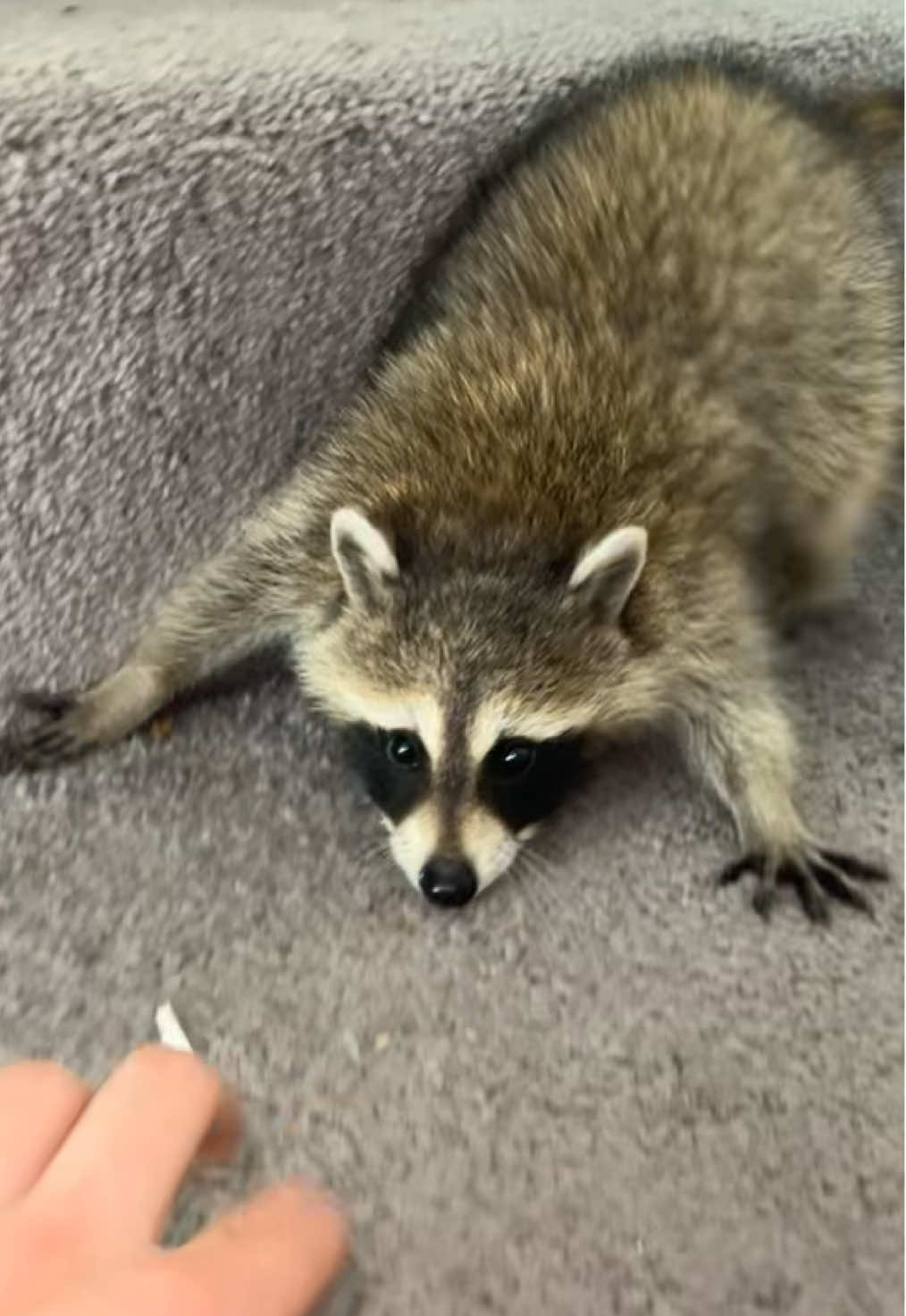 Raccoon #animalfriends #raccoon #petsontiktok #petlife #furbaby 