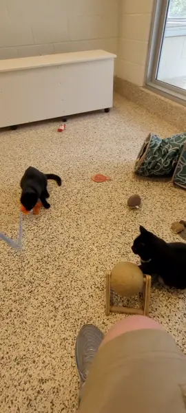 I come to the shelter to entertain the cats. These ones love their toys!#fypシ #catsoftiktok #cat #spca 