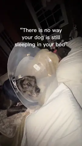 When your dog has a 30” e-collar cone and somehow still manages to claim your bed 😴🐾 Unstoppable comfort level.” #GreatDane #DogLife #ConeOfShame #BigDogProblems #DogInBed 