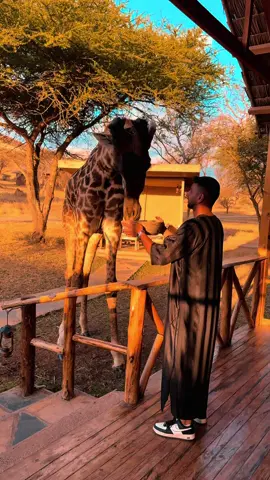 #tanzania #servalwildlife #safari #🇹🇿