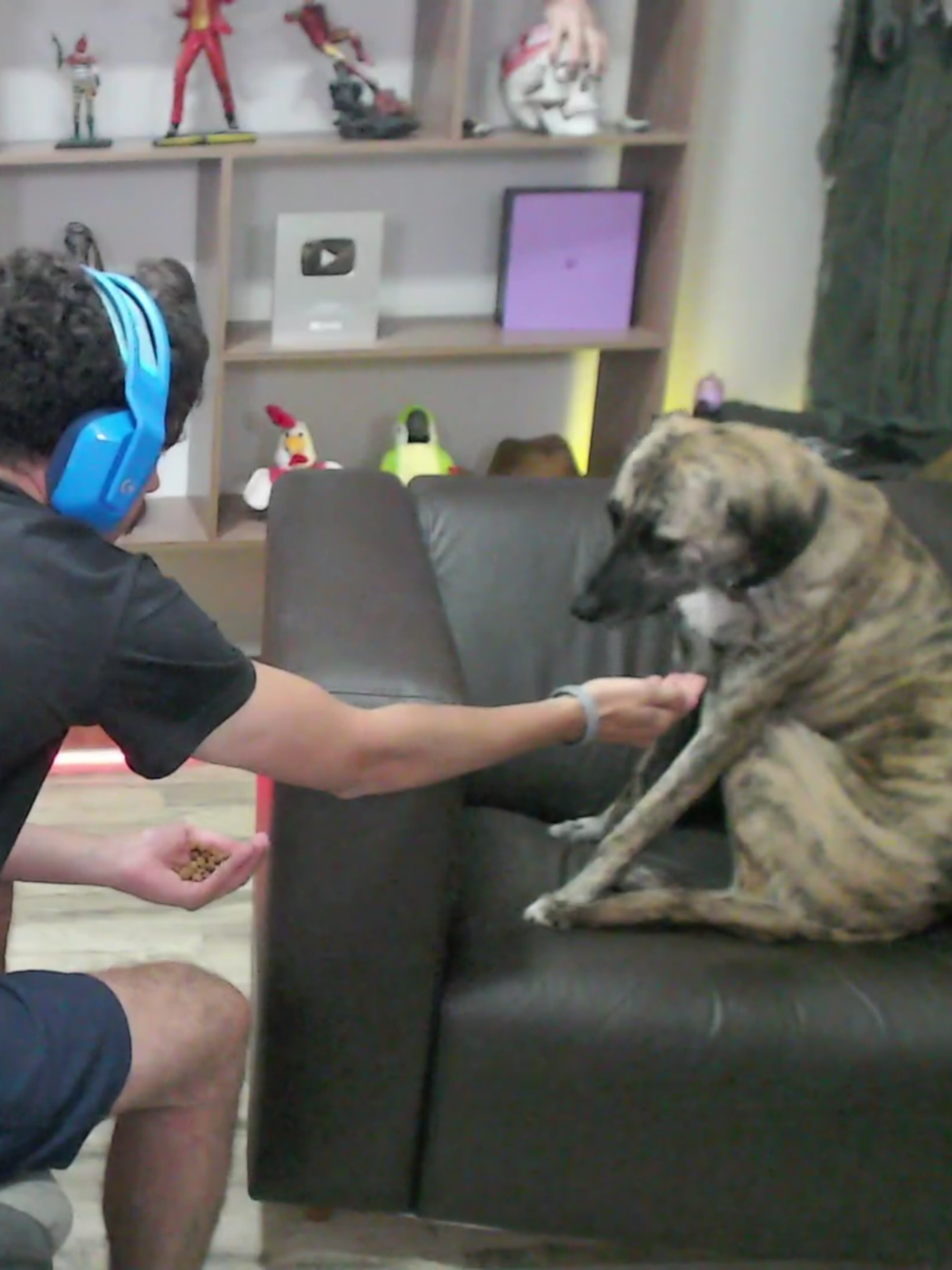 ração de qualidade para o tigrão #fyp #bisteconelive #clips #bisteconee #bistecone #foryou