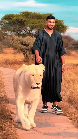 #tanzania🇹🇿🇹🇿🇹🇿welcome #lion #safari 
