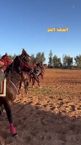 #الزعيم_بشير_إعميرين🏆📸 #عقد_نادي_زليتن_للفروسية🏅 #نادينا_ويعز_علينا🔥❤️ #اعادة_نشر🔁🥺 #فيديوهاتي_تصاميمي🎶🎬 
