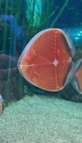 Кто не знал как выглядит на самом деле дикий лосось в живой природе! #дикий #лосось #аквариум #рыбамоеймечты