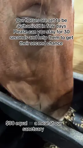 Our horses are set to be authanized in few days  Please can you stay for 30 seconds and help them to get their second chance #foal #horselovers #trending #help #fyppppppppppppppppppppppp 