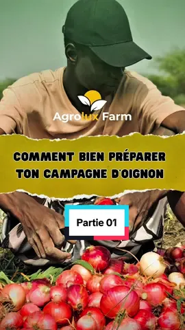 Si tu veux récolter plus d’oignons cette saison, fais ça 👇🏾 #agriculture #agro #oignons #pepiniere #baykat 