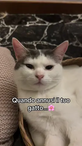 Quanto annusi il tuo gatto …🥨🥐🍬🍩💐 #neiperte #cutecatsoftiktok 