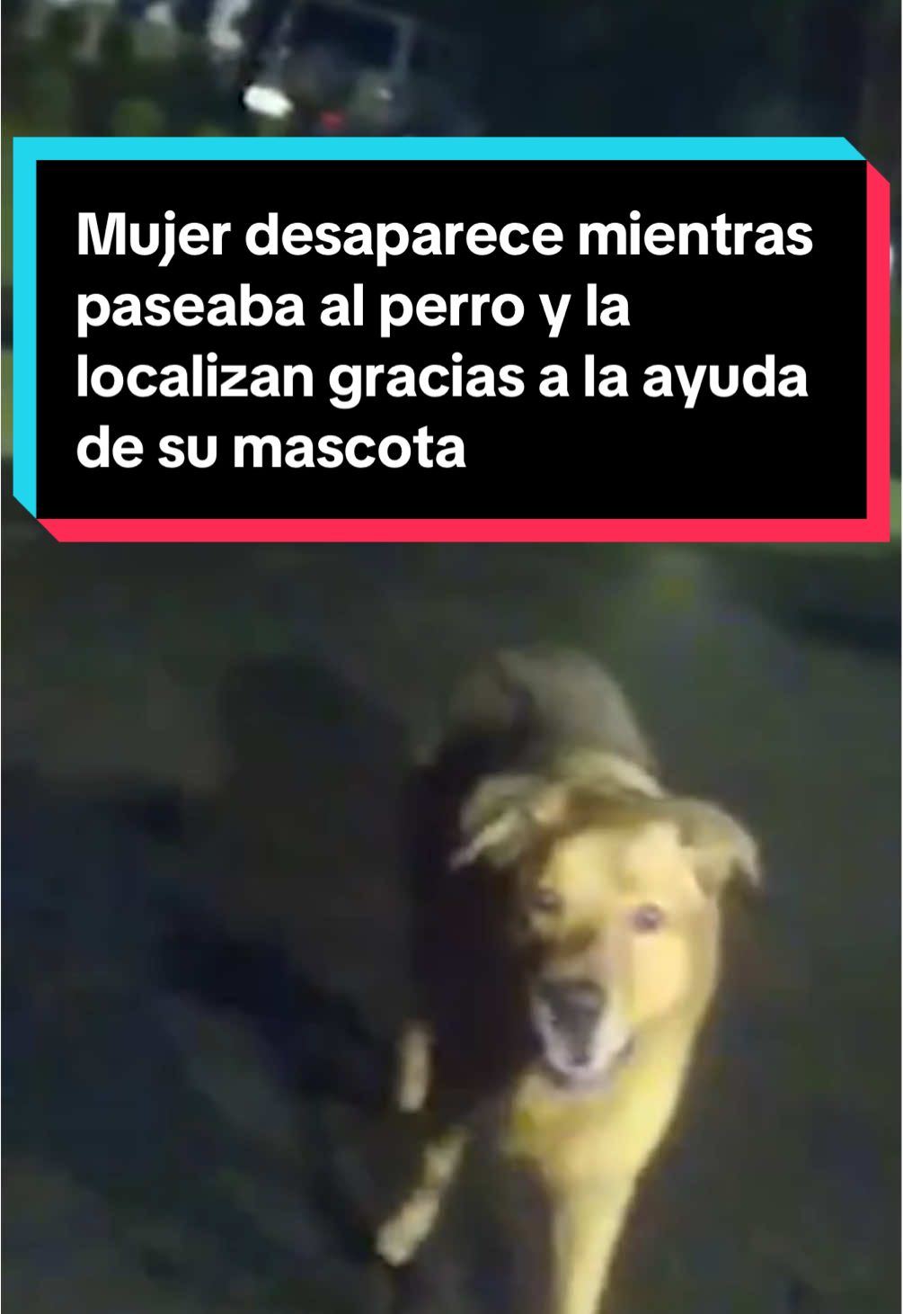 La mujer mayor se cayó y se lastimó mientras paseaba al perro de su hijo durante la noche, según un informe policial. Ocurrió en la ciudad de Shalimar, en el condado Okaloosa, Florida. #Telemundo52 