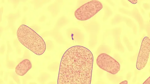 [FULLSCREEN RECOMMEND]bacteriophage edit #bacteriophage #biology #edit #bacteria #virus 