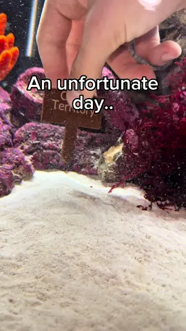 🎢 #crab #animals #fishtok #aquarium