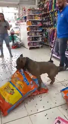 Pitbull invadiu a loja de ração! 😱 #sora2 #viraltiktok 