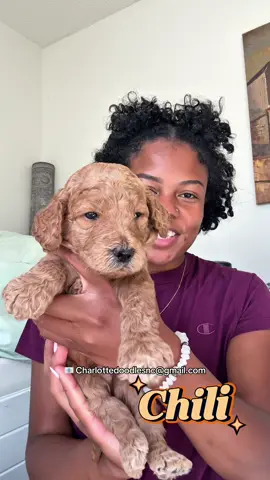 Spice crew 🩷🐶  website in bio #goldendoodle #doodlesoftiktok #goldendoodles #goldendoodlepuppy #charlottenc 