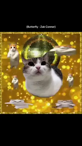 Im your little butterfly 😍🥰🤩 #hardtekk #butterfly #catvideos #remix #techno 