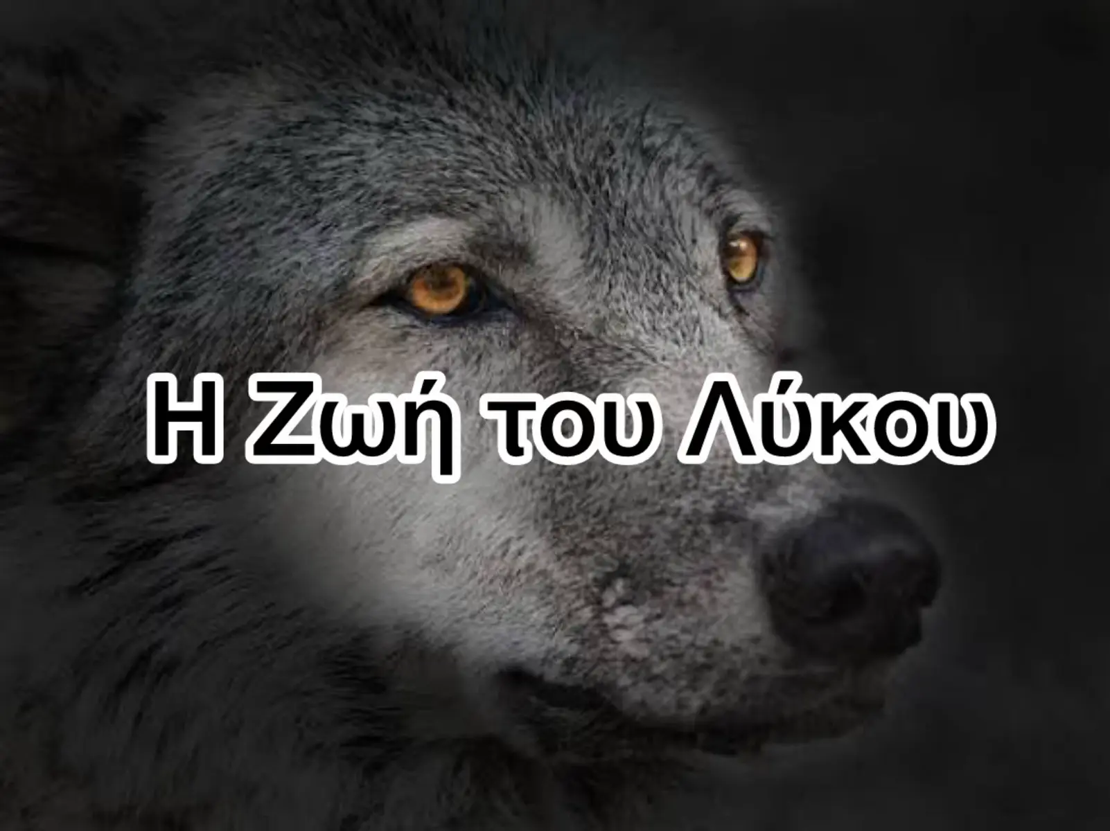 Κάποιοι γεννήθηκαν για να ακολουθούν το φως. Άλλοι γεννήθηκαν για να περπατούν μέσα στο σκοτάδι. Ο λύκος δεν ζητά φως. Το κουβαλά μέσα του. 🌑#foryou #foryoupage #fry #tiktokgreece #trendinggr 