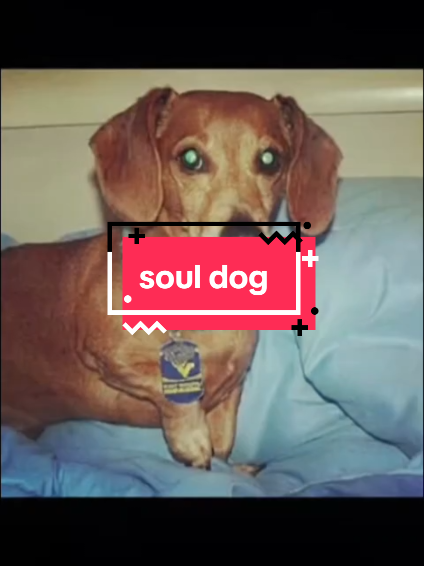 #CapCut #souldog #heaven  #dachshund 