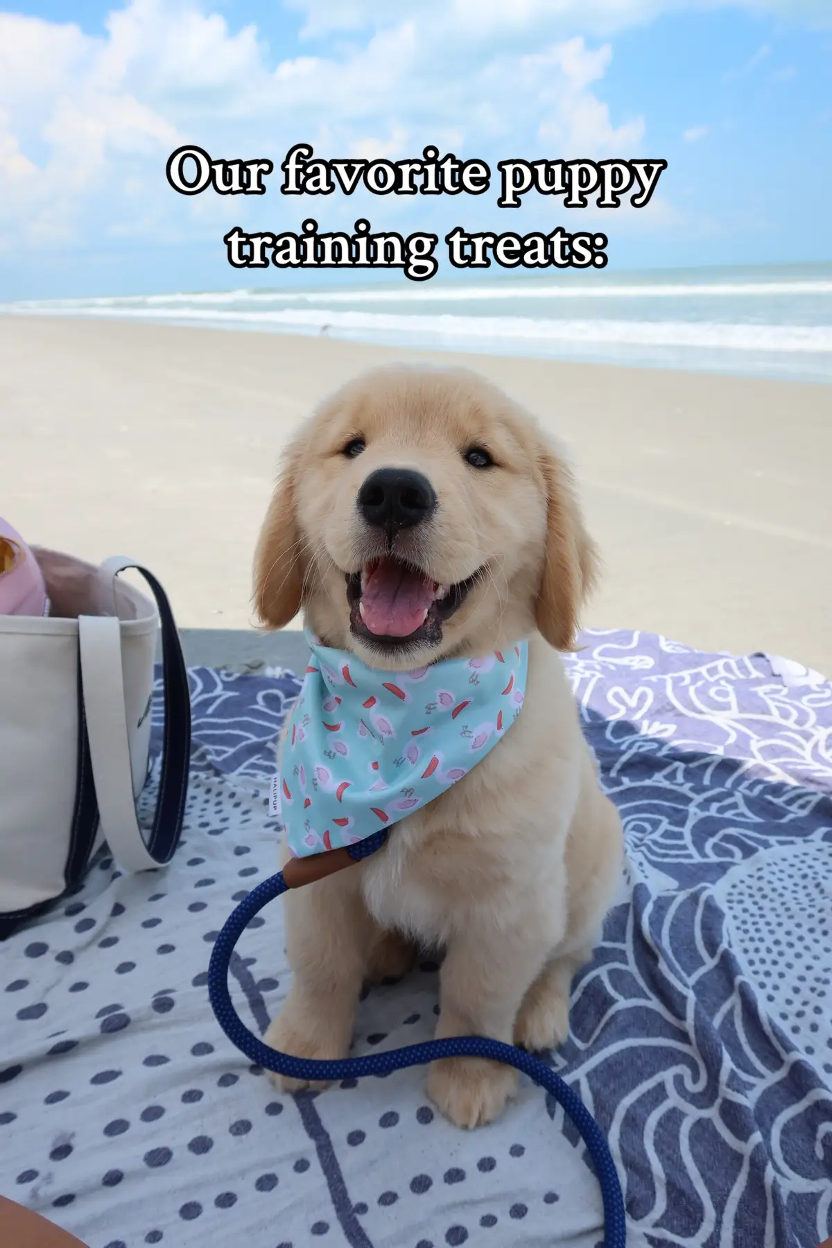 I used all of these for moose and love the ingredients! Linked in my Amazon storefront get now while prime day deals!!🫶🏻 @Open Farm Pet  #dogtreats #puppytraining #puppytraining101 #puppytrainingtips #newpuppy 