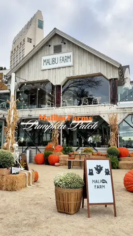@malibu farm san diego’s pumpkin patch is now open!  #sandiego #pumpkinpatch #pumpkins #fall #fallactivities 