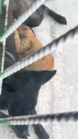 Dejarás de ser wero #gatos #viral #pastorbelgamalinois 