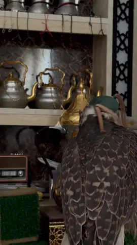 مقيل الشيخ 😂🩵#explore #حر #منغوليا🇲🇳 #500k #شمالي 