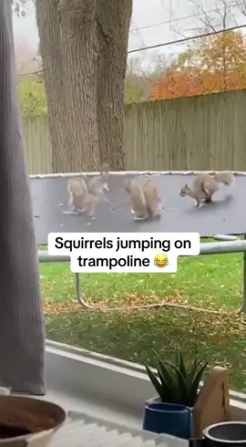 Squirrels jumping on a trampoline 😂#funny #funnyvideo #animals #viralvideo 
