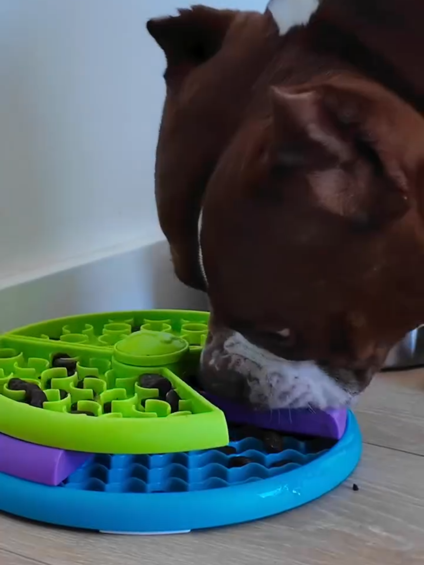 ✨ 🐾 Torne a refeição do seu pet mais divertida e saudável! ⏳ O Comedouro Labirinto Pet desacelera a alimentação, evitando engasgos e má digestão. 🐶🐱 Ideal para cães e gatos de todas as idades, com 3 níveis ajustáveis e fácil limpeza! 🛍️ Saiba Mais: https://s.shopee.com.br/qahdUE6RY ⚠️ Preço e estoque podem mudar a qualquer momento. #ComedouroPet #PetSaudável #AlimentaçãoLenta #PetsFelizes #Pet #CãesEGatos #PetCare #HoraDaComida #BrincarEComer #promoonnow