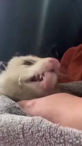 Dem Little Licks 😍 . . . . . #Cute&Trashy #possum #opossum #possums #possumsofinstagram #opossumsofinstagram #opossums#opossummemes #possumkingdom #opossummemes #possummemes #opossumlove #possumlove #virginiaopossum #babyopossum #opossumlover #opossunmlife #opossumrescue #opossumbabies