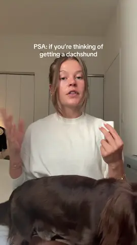 But like definitely get one #dachshundsoftiktok #dogparents 