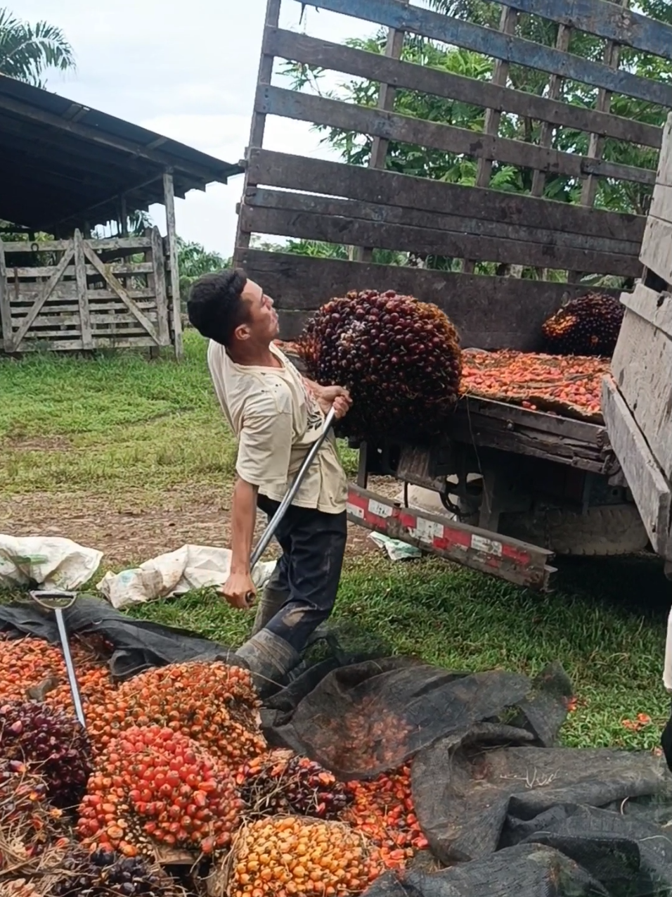 Fruta de palma africana #palmaafricana #bufalo #palmaafricana #bufalo #Viral @Jeudy.2006 