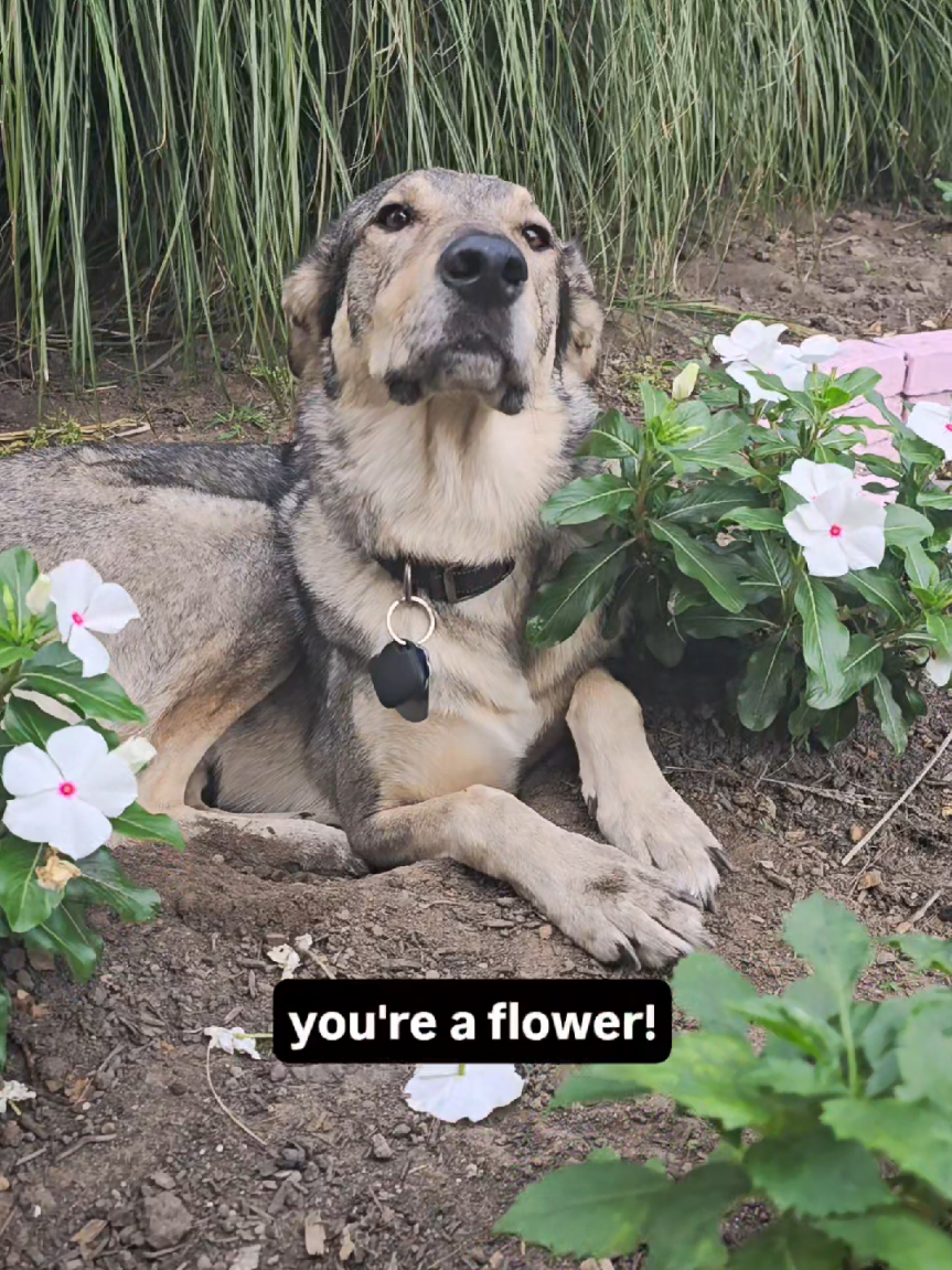 🌼 HE'S A FLOWER 🌸 . . . #easterneuropeanvillagedog 
