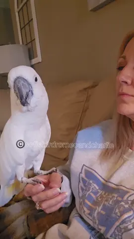 Bark Off. I think he wins 🤣🤣#sofiebirdromeoandcharlie #funnybirdvideos #LIVEIncentiveProgram #SideHustleLIVE #PaidPartnership 