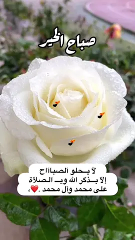 #في_هذا_اليوم #القران_الكريم_راحه_نفسية😍🕋 #مساء_الخير #صباحكم_معطر_بذكر_الله #قهوتي