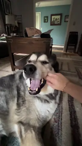 A simple guy #silly #dog #koda #alaskanmalamute #pet 