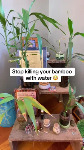 Think water is enough for your bamboo? Think again 👀 Watch it glow with this one simple switch ✨ Save this before you water yours again 💧  #PlantTok #BambooCare #PlantTips #GreenThumbGoals #PlantParentLife 
