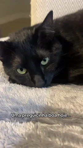 #gatopreto #catlover #foryoupage #PetsOfTikTok #fyyyyyyyyyyyyyyyyyyy 
