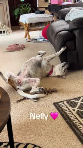 #dogsoftiktok #fyp #funnydog #slut #redheeler 