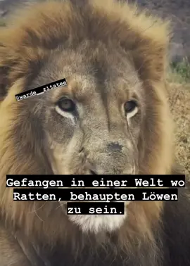 #foryou #löwen #viralllllll #fyyyyyyyyyyyyyyyy #fypviral 
