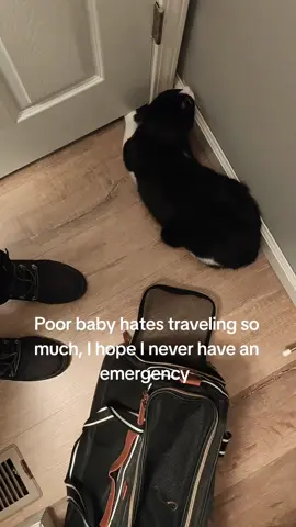 I try to diminish it as much as I can but sometimes he needs a babysitter while I'm away and the best option is to transport him to another house. He acts like this but then is sleeping soundly in their bed by the evening. #citykitty #meltdown #catsoftiktok #catanxiety 