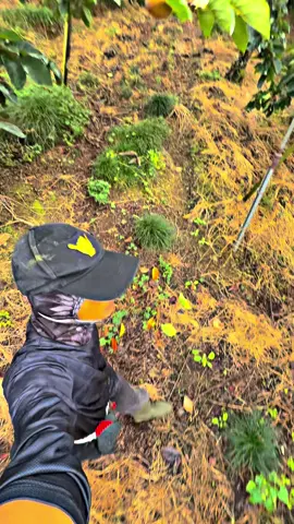 Panen cah #kenshuseijapan🇮🇩🇯🇵🎌  #tgjapan🇲🇨🇯🇵  #tokuteiginou  #kesemek 