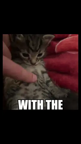 WITH THE LIGHTS OUTT 🗣️🗣️ #catsoftiktok #catcore #catedit #nirvana 