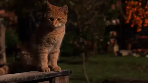 إڪتب شيء تؤجر عليہ♥️ - #قرآن #ماهر_المعيقلي #quran