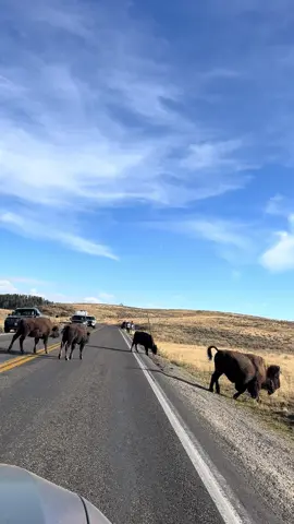 when in wyoming #travel #travelbucketlist #traveling #nationalpark #yellowstone 