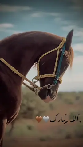 ﮼يربح،مـᘓɹ̇﮼يصلي،؏،النبـي 🙌🏼🐴 #الرقم_الصعب🔥👑 #فرسان_قماطه #ليبيا_طرابلس_مصر_تونس_المغرب_الخليج #خيل_وخياله🐎 #فرسان_ليبيا 