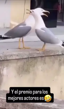 #video #funny #laugh #risa #chistoso 