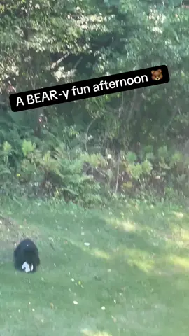 Something tells me you’re not getting that ball back 🐻⚽️ #Soccer #futbol #bear #blackbear #playtime #animals 🎥 Credit: @gblivin 