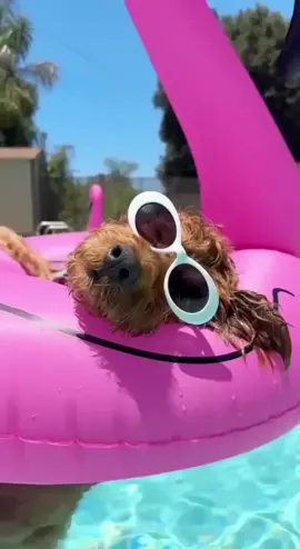 🦩💖 Diversão garantida no verão! 💦☀️ A Boia Inflável Flamingo Gigante Rosa é perfeita pra curtir a piscina, praia ou aquela festa com os amigos! 🏖️✨ Linda, divertida e super estilosa — ideal pra fotos incríveis e momentos inesquecíveis! 📸🌴 👉 Suporta adultos e crianças 👉 Material resistente e confortável 👉 Fácil de inflar e transportar 💗 Entre no clima do verão e arrase com essa boia incrível! 🌞 🔗Link na Bio e nos Destaques #garimpodacrika  #BoiaFlamingo #Verão2025 #Piscina #Praia        