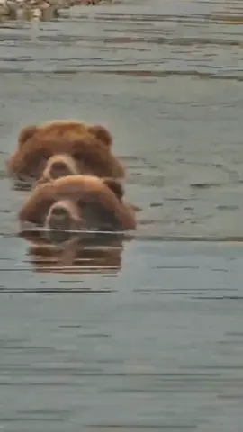 Bear buoys incoming 🐻🐻