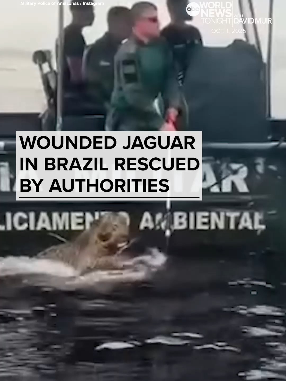 A wounded jaguar that was found swimming in the Rio Negro in Brazil was rescued by officials. Footage posted by the Amazonas State Secretariat for Public Security shows the jaguar – which is Brazil’s national animal as well as a protected species – clinging to a float being towed by a military police boat. The military police worked with the Animal Protection Secretariat and a feline specialist to rescue the jaguar. According to local reports, the jaguar had been shot multiple times and had more than 30 pieces of shrapnel in its face, head and neck. Despite its injuries, the jaguar was in stable condition and was treated at a clinic in Manaus before being transferred to a zoo, one report said. via @abcworldnews